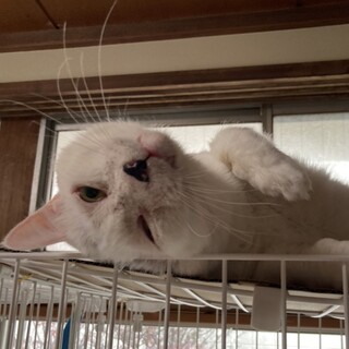 【イナズマ】おかげさまで里親様が決まりました。