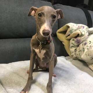 イタグレの子犬♂コーン君