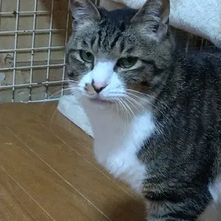 おっとりぽっちゃりトロちゃん