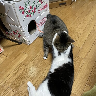 朝ハグは過激派♡毎日くまに捕まる雹(^^;;
