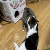 朝ハグは過激派♡毎日くまに捕まる雹(^^;;