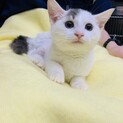 もふもふ子猫パールちゃん