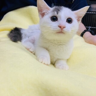 もふもふ子猫パールちゃん