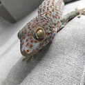 トッケイヤモリの里親様決定いたしました。