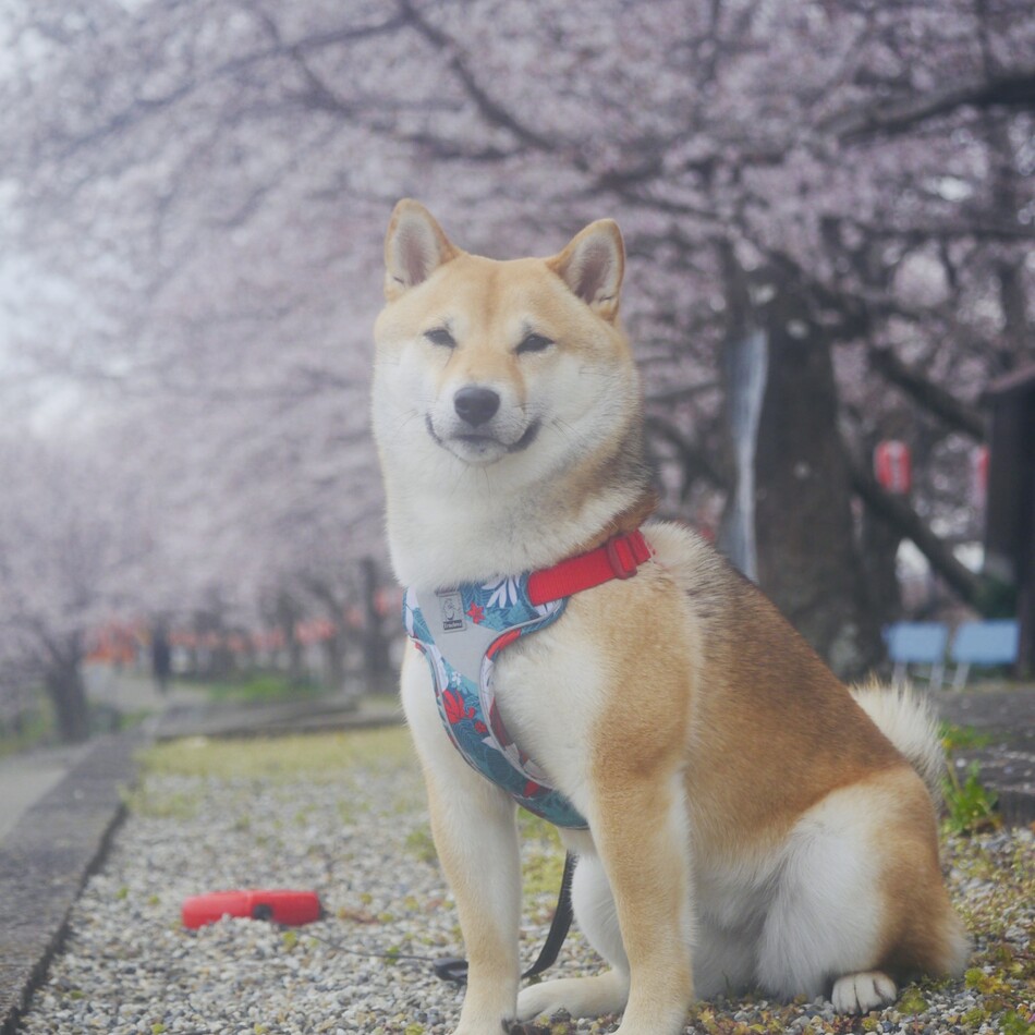 心麦　こむぎのカバー写真