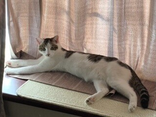 猫の大きさについて 相談 7036 ペットのおうち 月間利用者150万人