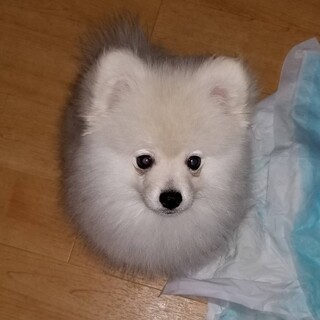 ♪仔犬★2022/1/29生まれ♪