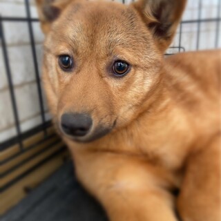 【里親様決定】オレオ♂の幸せが見つかりました♡