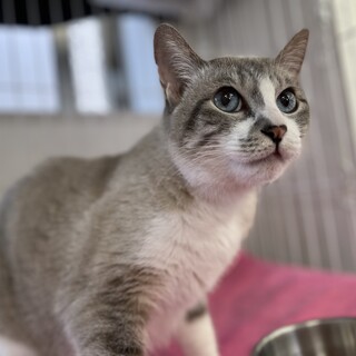 飼い主さんと死別の猫ちゃん里親募集
