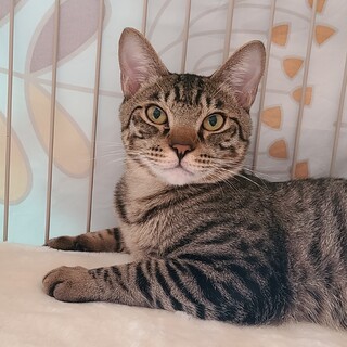 寂しがり屋の甘えん坊