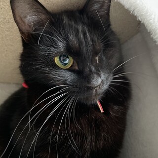 片目でも美しい★ボタ♀