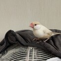 文鳥　イノ　性別不明