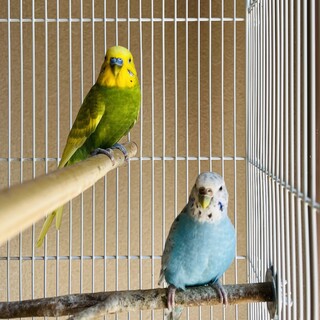 セキセイインコの家族４羽の里親さん募集