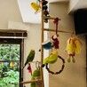 セキセイインコの家族４羽の里親さん募集 サムネイル2