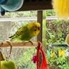 セキセイインコの家族４羽の里親さん募集 サムネイル3