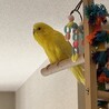セキセイインコの家族４羽の里親さん募集 サムネイル4