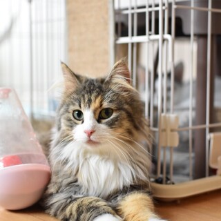 お姫様気質のマーブルちゃん