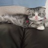 子猫の頃のぎんが♡