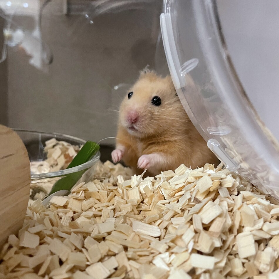 くまたろうのカバー写真