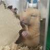 お家作り中のくまたろう♡
