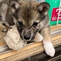 まだまだちっちゃいこてつ君