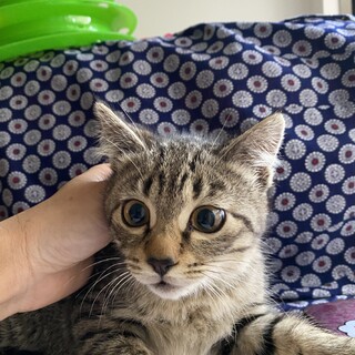 お見合い予定 : 優しくて甘えん坊な沙那シャナ♂