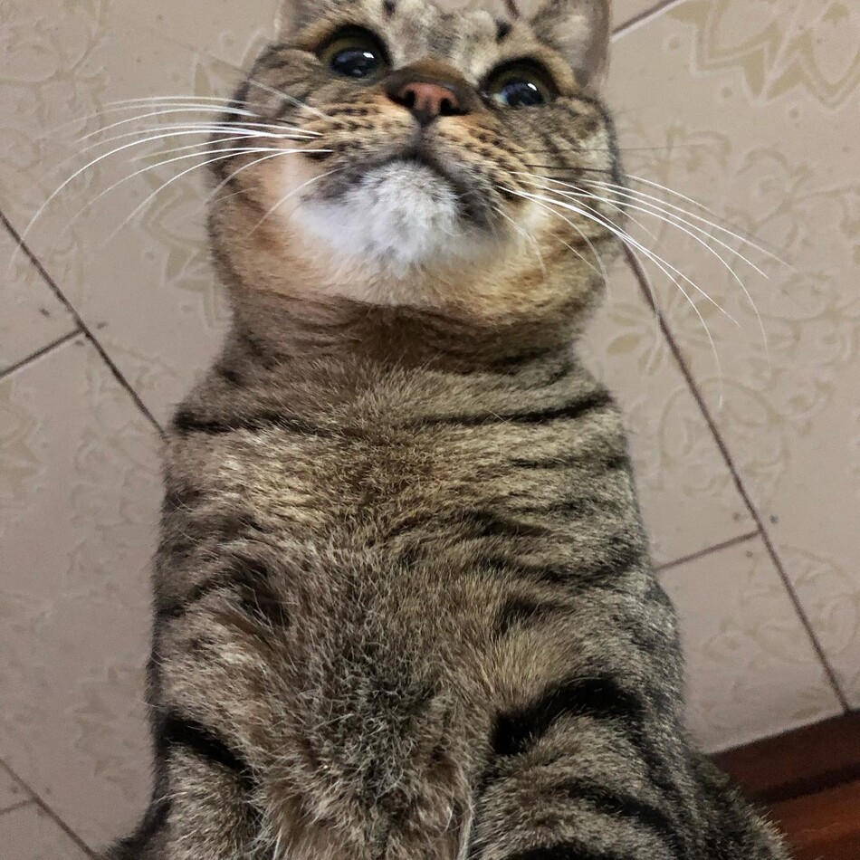 ルーのカバー写真