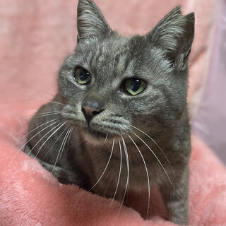 ママを探して三千里！甘えん坊『モモ』１０歳