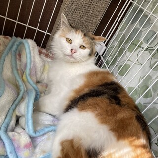 モフモフ長毛のおっとり三毛猫❤️