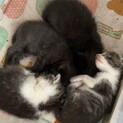 仔猫の里親さんを探しております！