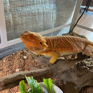 【ご応募感謝】フトアゴヒゲトカゲ、里親募集