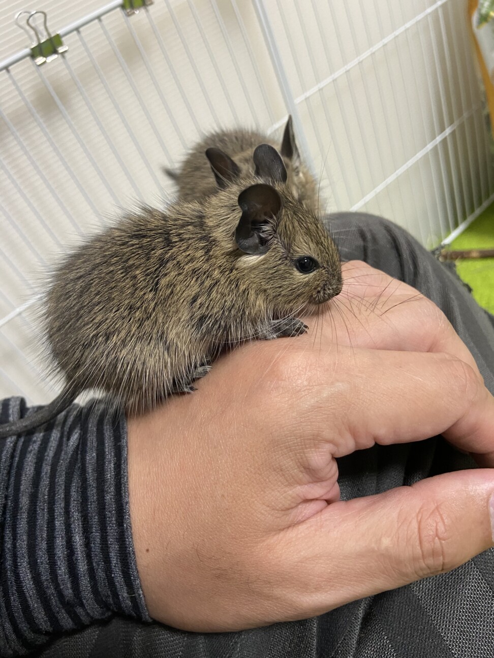 追記 デグーの赤ちゃん 山口県 小動物の里親募集 ペットのおうち 月間利用者150万人