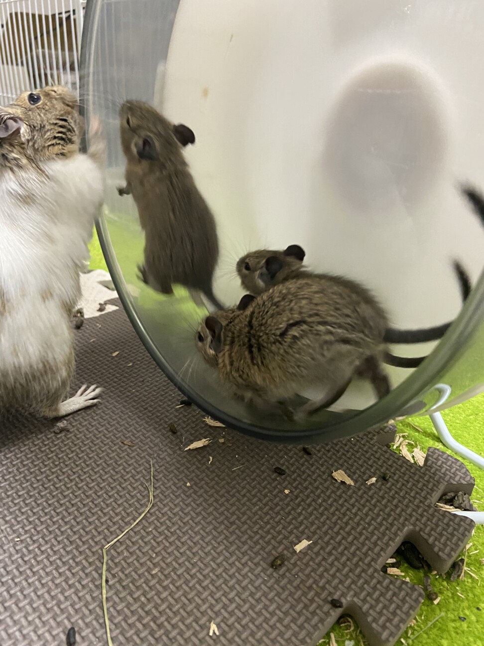 追記 デグーの赤ちゃん 山口県 小動物の里親募集 ペットのおうち 月間利用者150万人