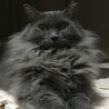 おとなしいグレー長毛の女の子 サムネイル2