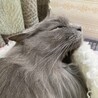 おとなしいグレー長毛の女の子 サムネイル4