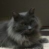 おとなしいグレー長毛の女の子 サムネイル5