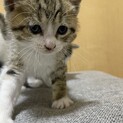 生後1ヶ月程　4兄弟　男の子です