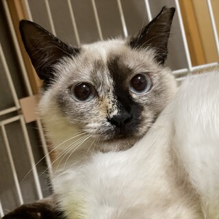 お転婆シャム系！パピプ♀