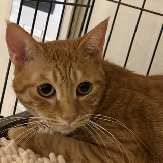 やっとお部屋で遊べます！レス♀