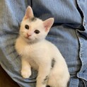 人も猫も大好き♡愛嬌たっぷりの男の子