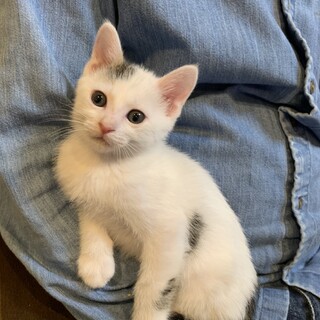 人も猫も大好き♡愛嬌たっぷりの男の子