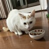 あまえっ子に進化中！！ハナくんです サムネイル7