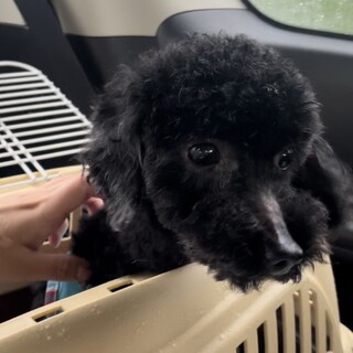 トイプードル男の子♪