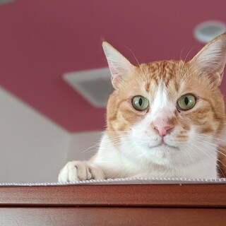 ◆オッポ◆かわいい声でお返事してくれる穏やかな子☆