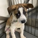 大きなお耳のブチ子犬ふきまる君