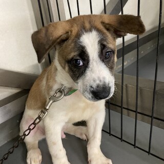 大きなお耳のブチ子犬ふきまる君