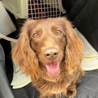 デカいけど甘えん坊の「カノア」ちゃん