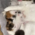 雑種ラガマフィンの赤ちゃん。