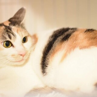 綺麗な三毛猫ステイシー