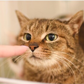 優しい性格小柄なミシェル